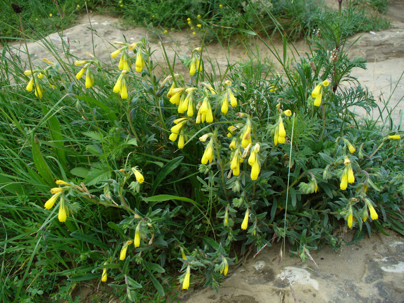 Изображение особи Onosma caucasica.