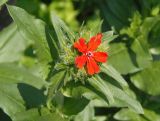 Lychnis chalcedonica. Верхушка растения с цветком и бутонами. Украина, Львовская обл., Дрогобычский р-н, г. Трускавец, возле забора. 07.06.2014.