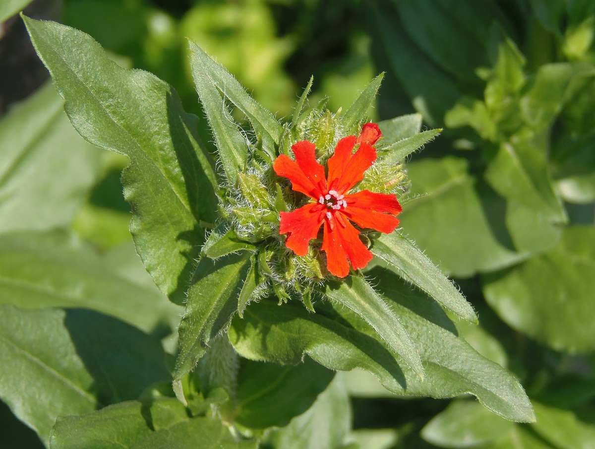 Изображение особи Lychnis chalcedonica.