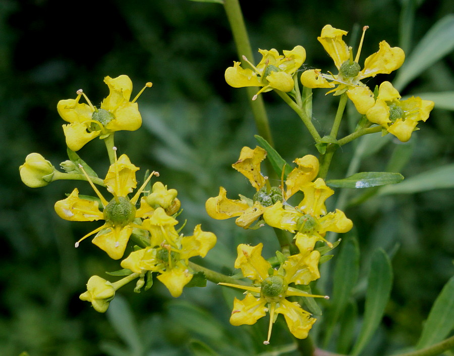 Image of Ruta graveolens specimen.