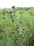 Cynoglossum officinale