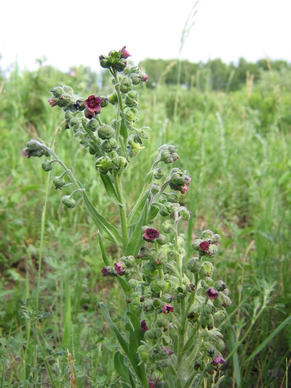 Image of Cynoglossum officinale specimen.