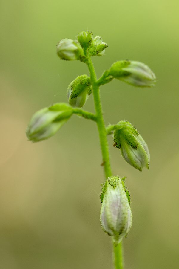 Изображение особи Dictamnus caucasicus.