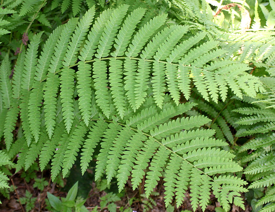 Image of Osmundastrum asiaticum specimen.