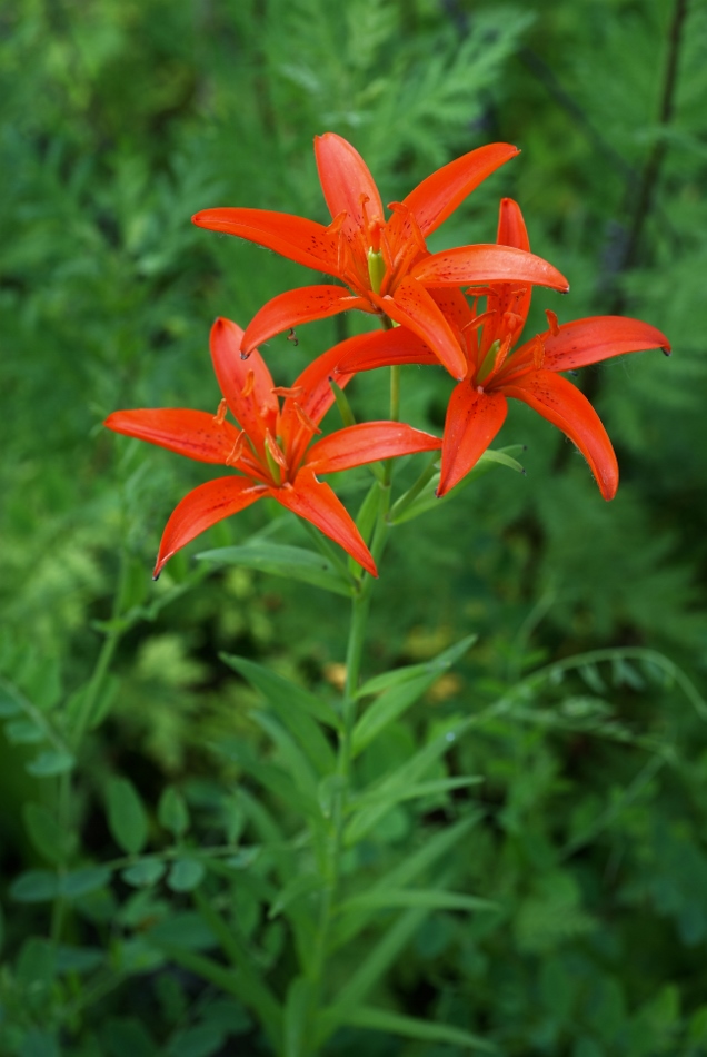 Image of Lilium buschianum specimen.