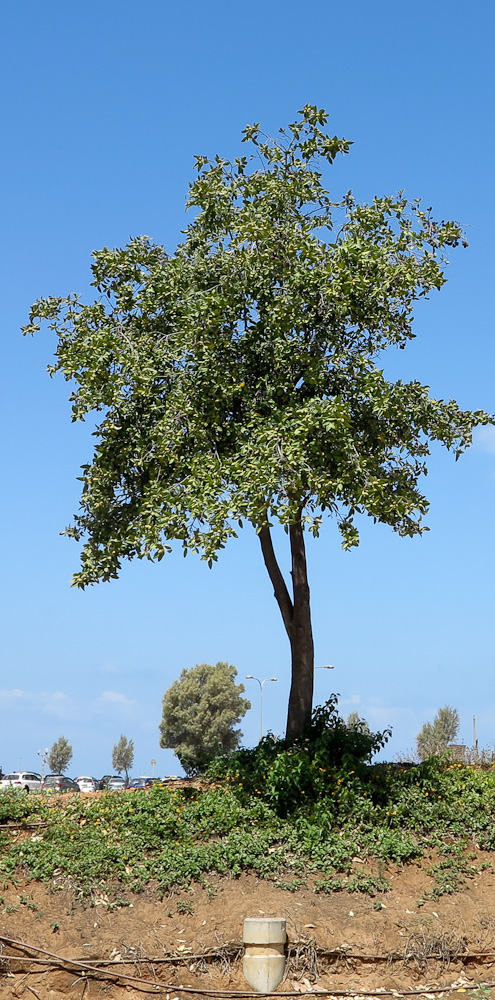 Изображение особи Lagunaria patersonia.