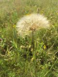 Tragopogon ucrainicus