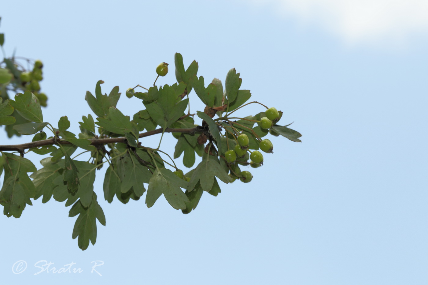 Изображение особи Crataegus rhipidophylla.