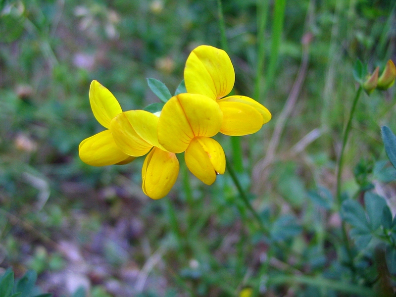 Изображение особи Lotus corniculatus.