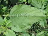 Amaranthus retroflexus