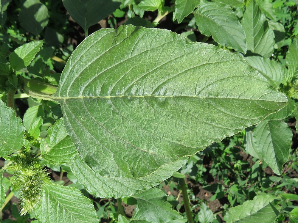 Изображение особи Amaranthus retroflexus.