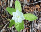 Trientalis europaea