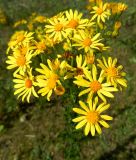 Senecio jacobaea