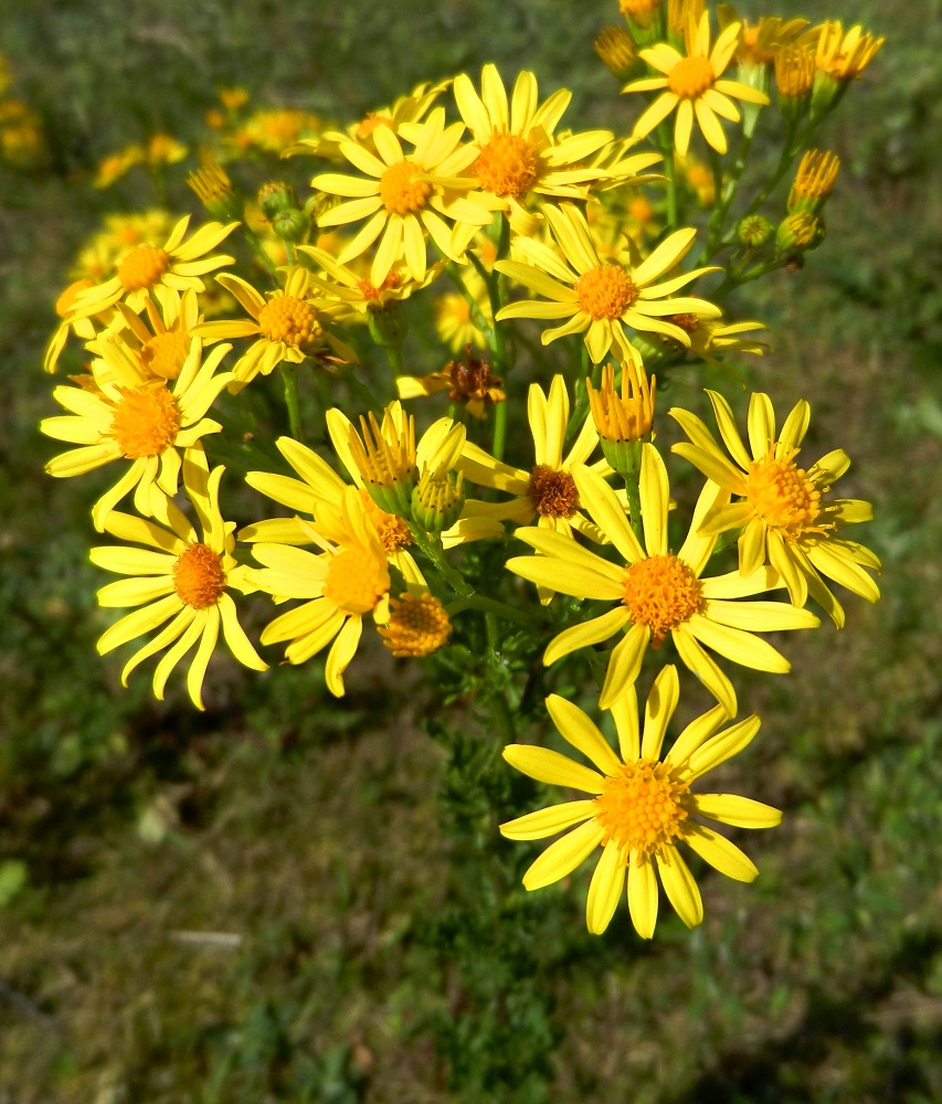 Изображение особи Senecio jacobaea.