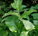 Inula helenium. Побег. Германия, г. Дюссельдорф, Ботанический сад университета. 03.07.2014.