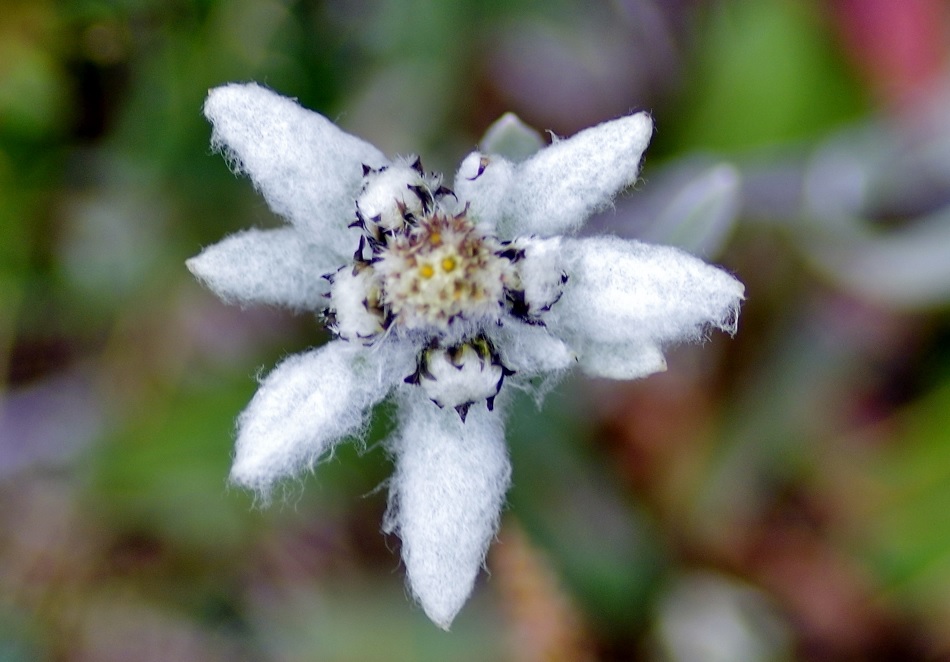 Image of Leontopodium fedtschenkoanum specimen.