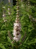 Vitex agnus-castus