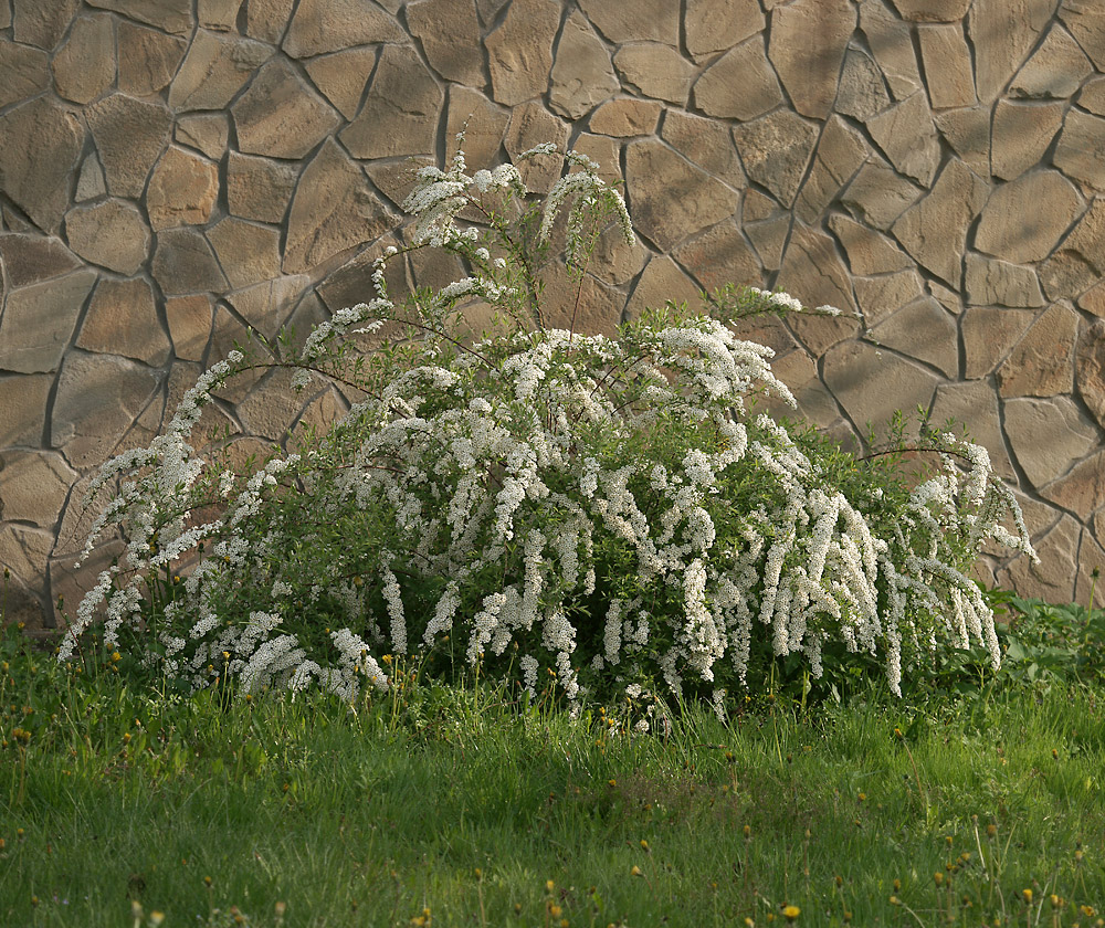 Изображение особи Spiraea &times; arguta.