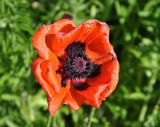 Papaver setiferum. Цветок. Соловецкие о-ва, о-в Большой Соловецкий, ботанический сад Соловецкого музея-заповедника. 07.07.2014.