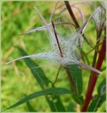 Chamaenerion angustifolium. Раскрывшийся плод. Чувашия, окрестности г. Шумерля, Мордовская поляна. 30 июля 2009 г.