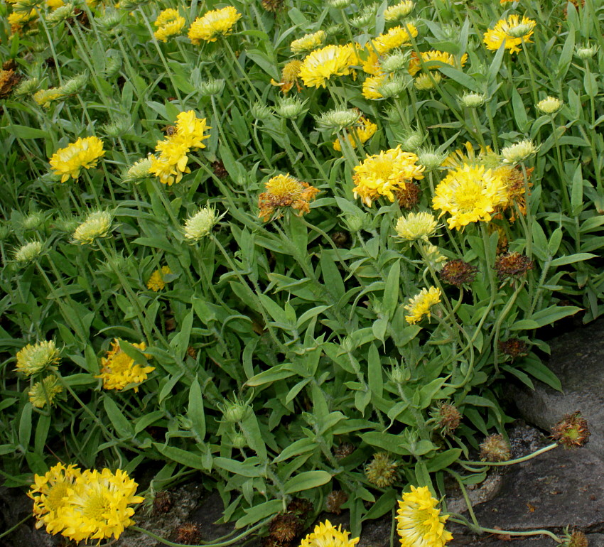 Image of Gaillardia pulchella specimen.