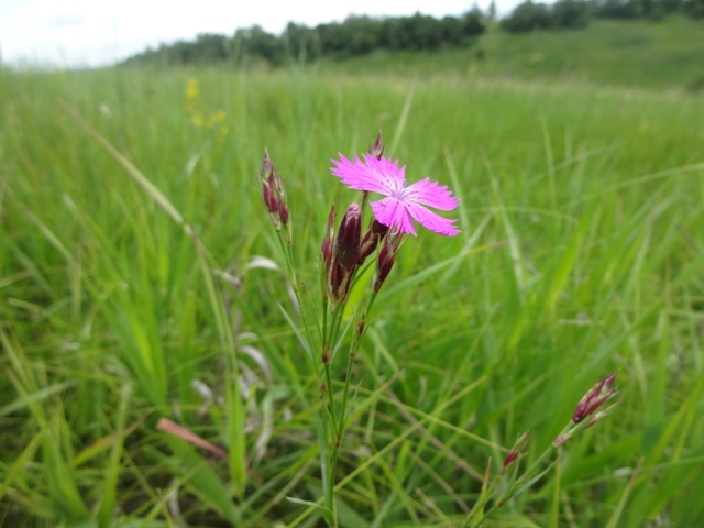 Image of Dianthus eugeniae specimen.