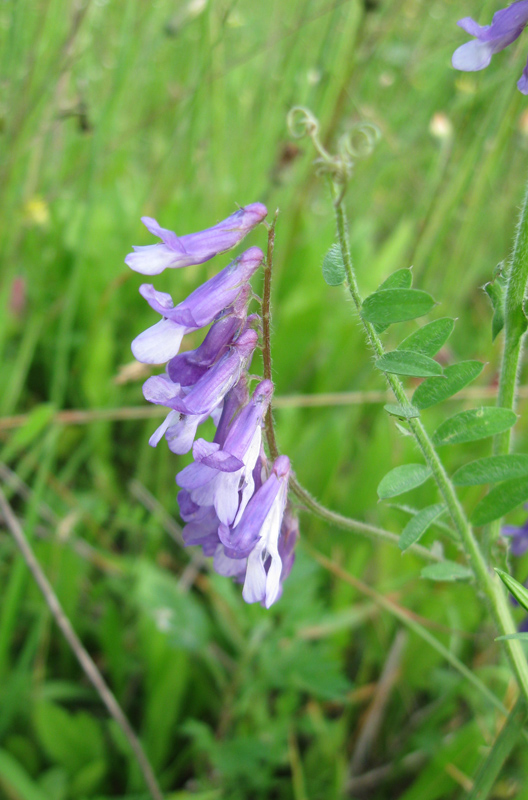 Image of Vicia villosa specimen.