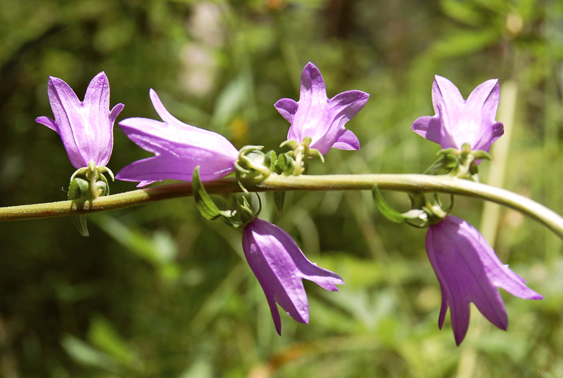 Image of Campanula bononiensis specimen.