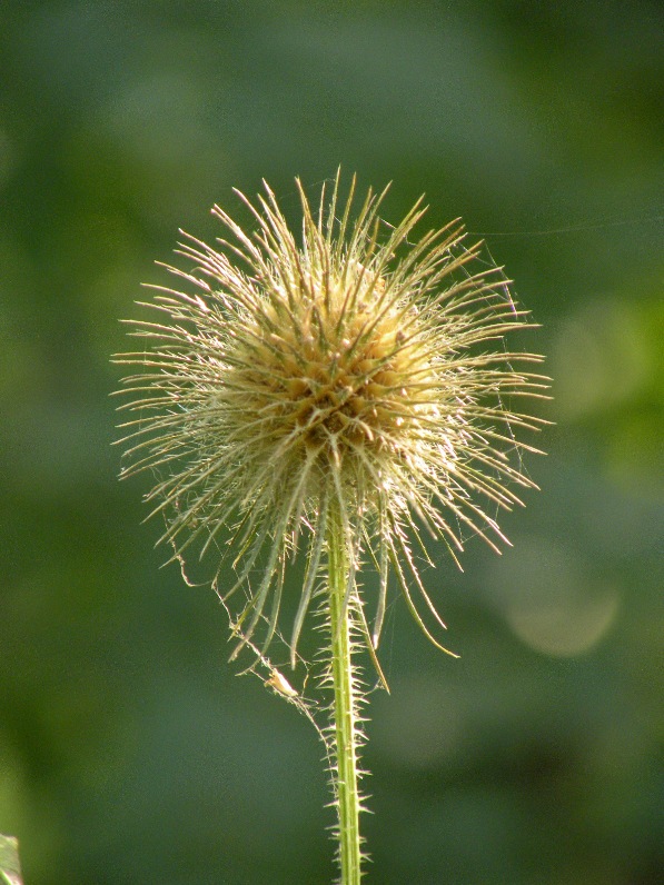 Image of Dipsacus strigosus specimen.