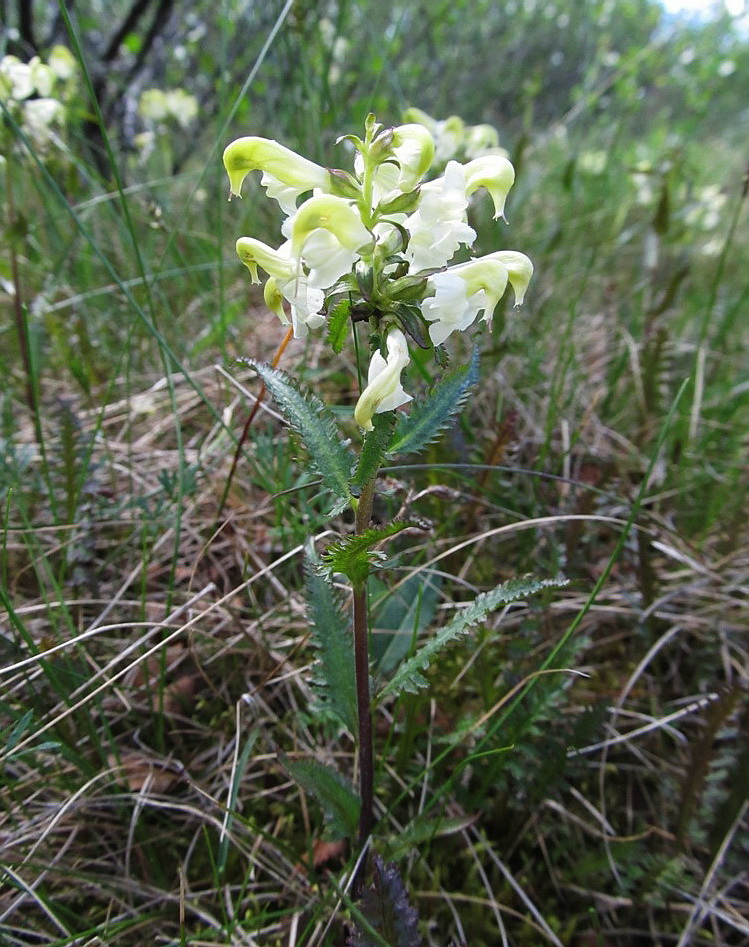 Изображение особи Pedicularis lapponica.