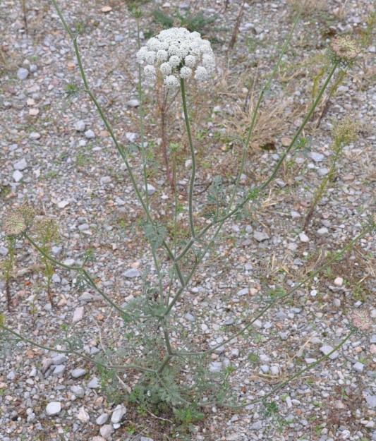 Изображение особи Daucus carota.