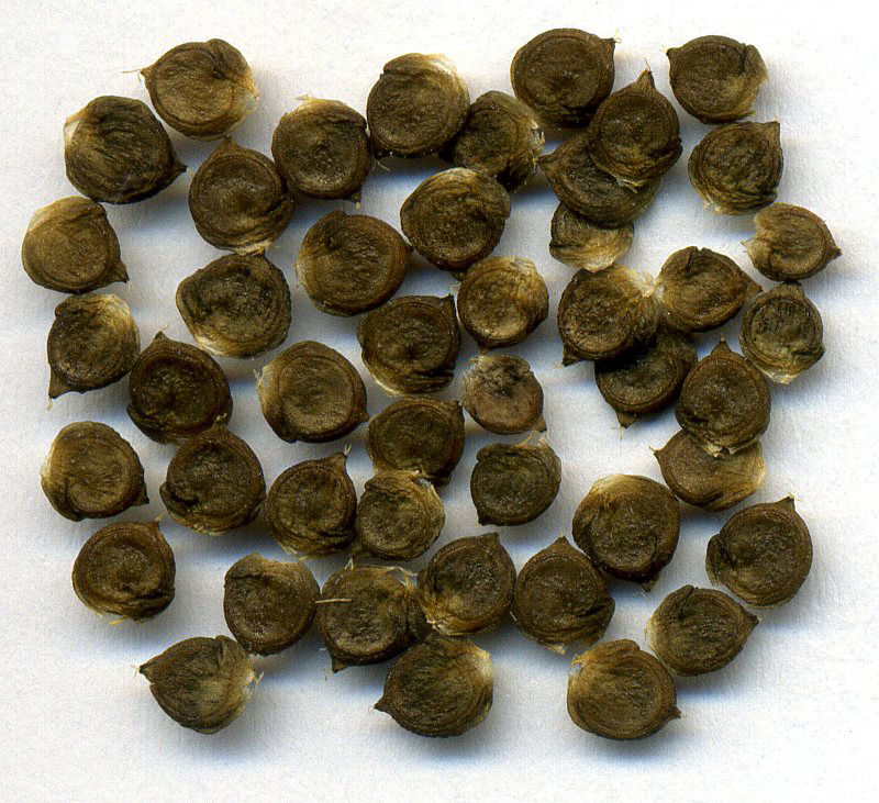 Image of Atriplex sagittata specimen.