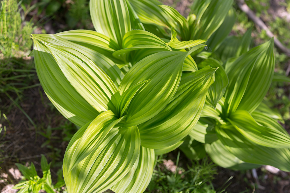 Изображение особи Veratrum lobelianum.