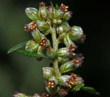 Artemisia vulgaris. Часть побега с соцветиями. Московская обл., Раменский р-н, окр. ж.-д. платформы Хрипань, залежь. 08.08.2015.