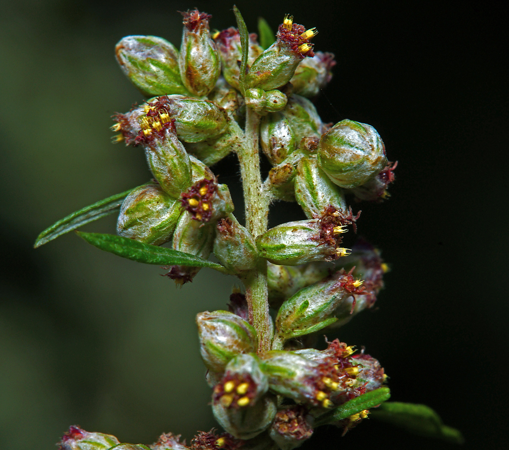 Изображение особи Artemisia vulgaris.