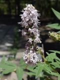 Vitex agnus-castus