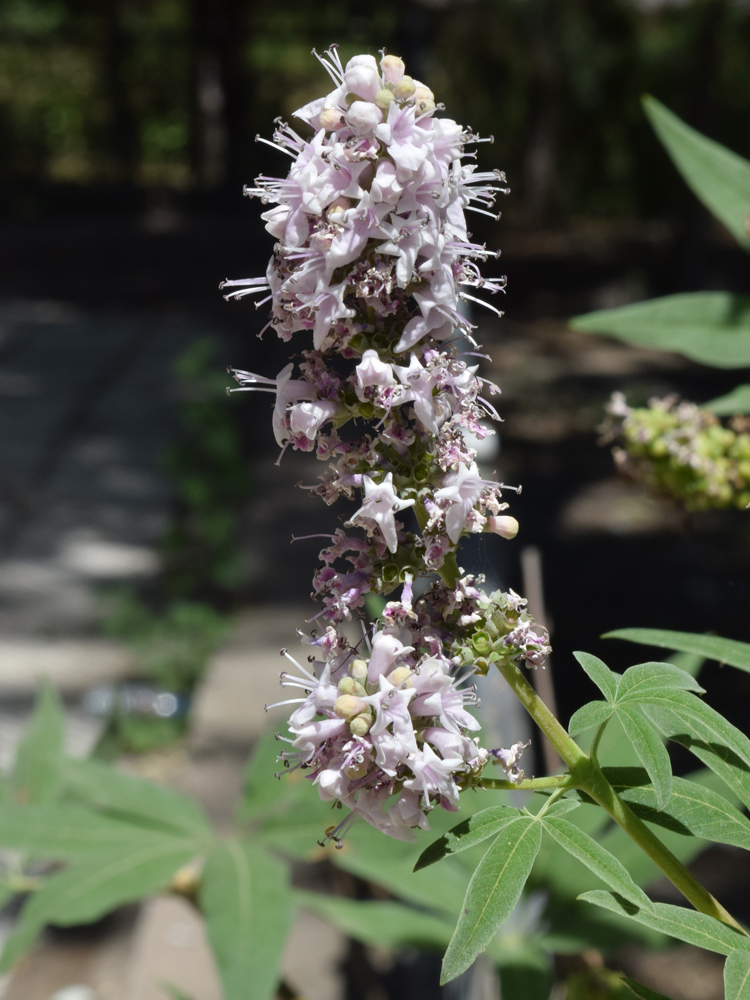 Изображение особи Vitex agnus-castus.