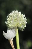 род Allium