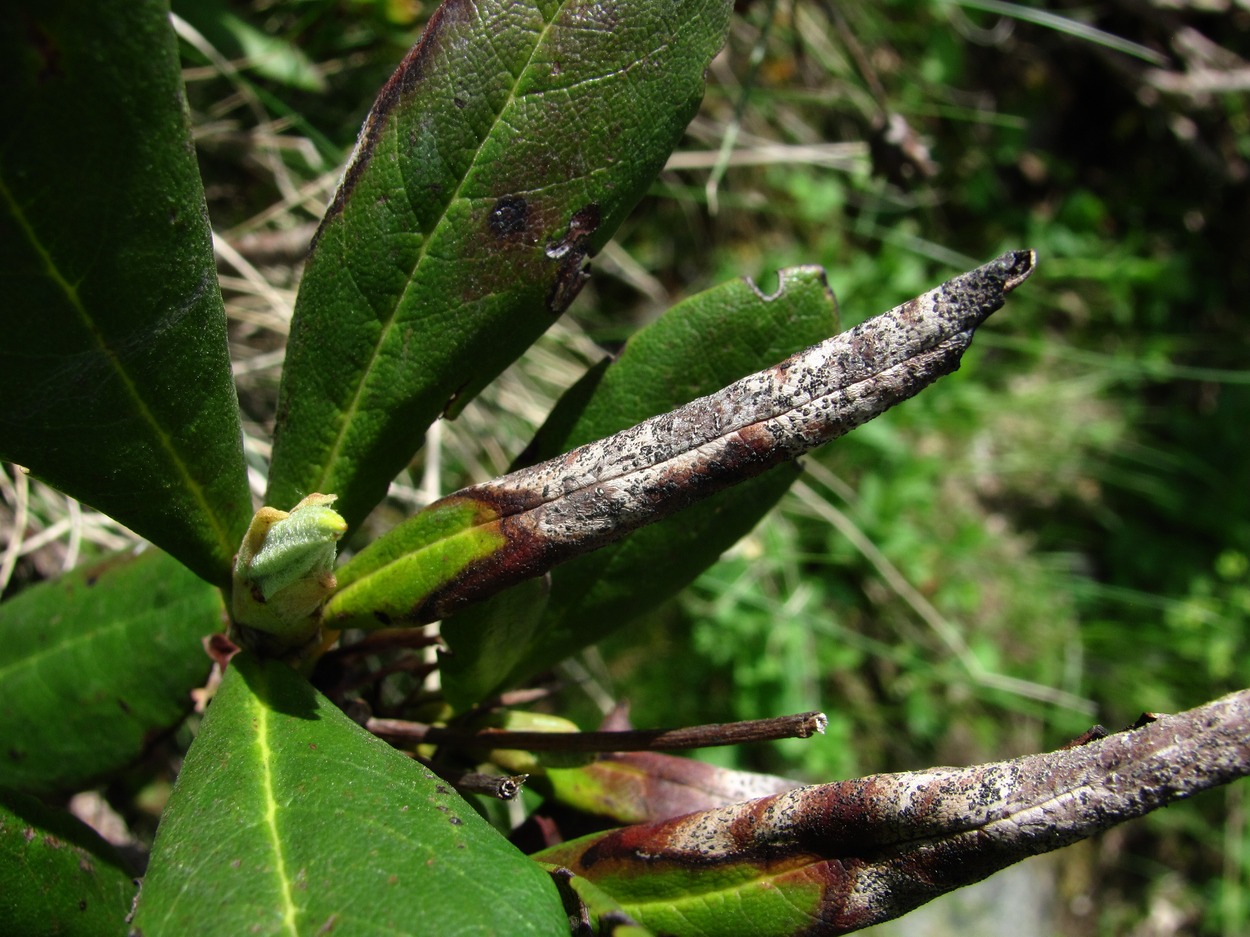 Изображение особи Rhododendron caucasicum.