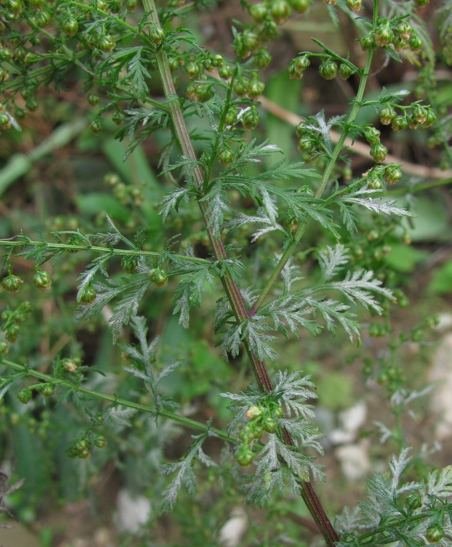 Изображение особи Artemisia annua.