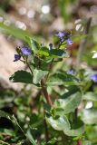 Veronica subspecies muscosa