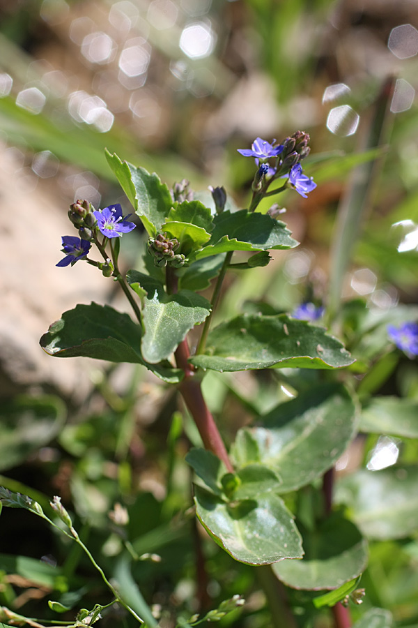 Image of Veronica beccabunga ssp. muscosa specimen.