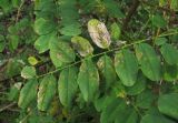 Robinia pseudoacacia. Поражённый лист. Краснодарский край, Сочи, окр. Хосты, рудеральное место. 22.10.2015.