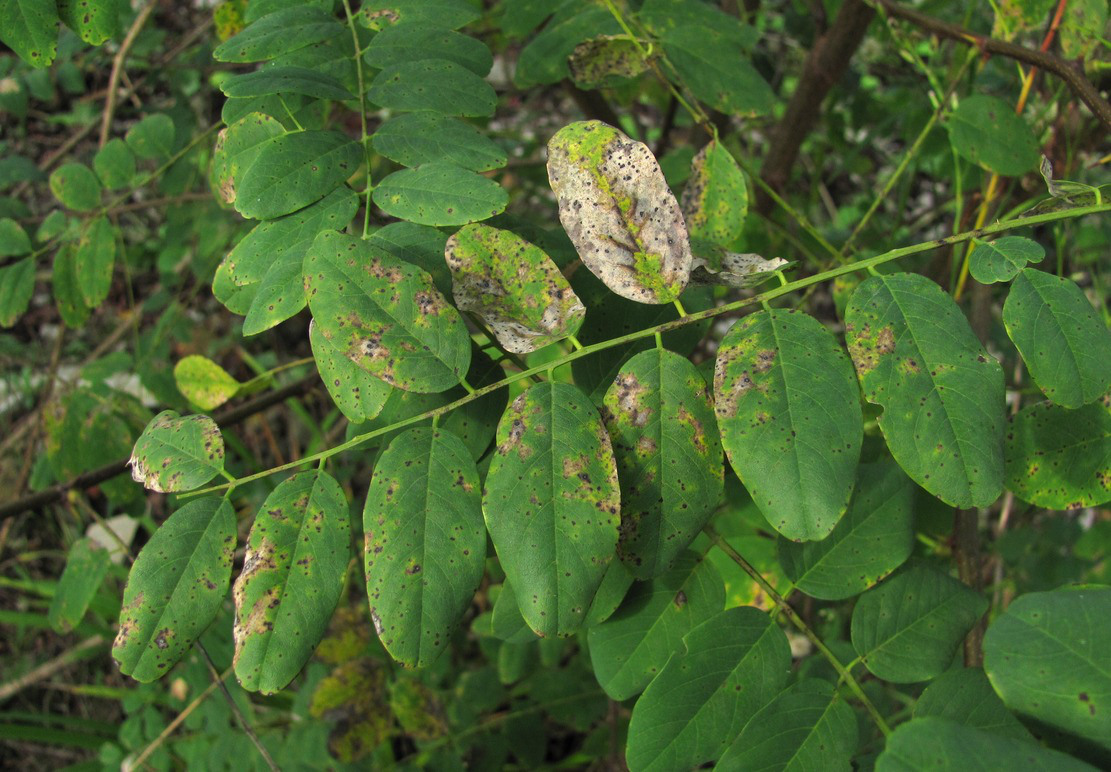 Изображение особи Robinia pseudoacacia.