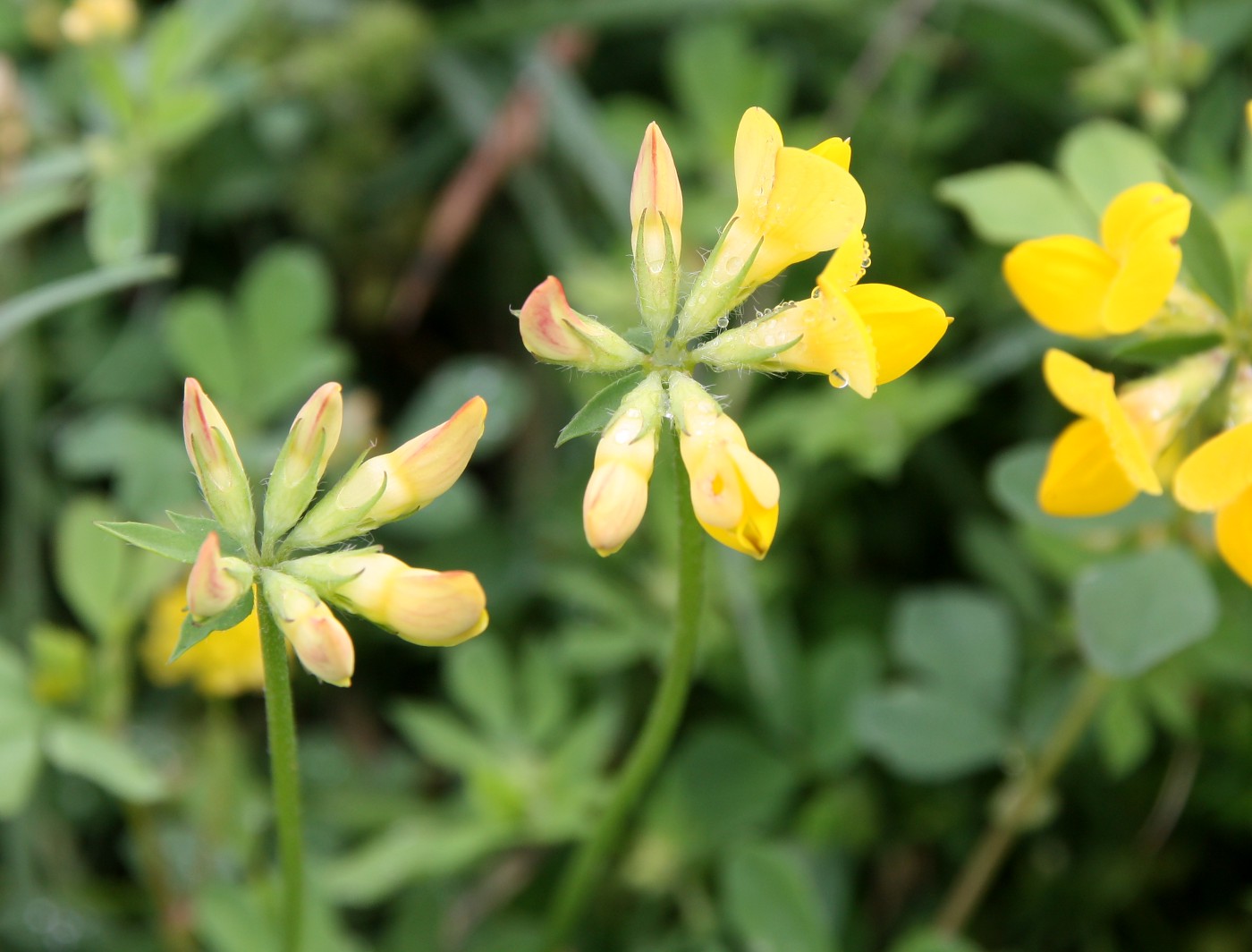 Изображение особи Lotus tauricus.