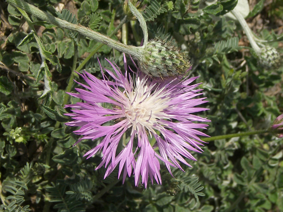 Image of Psephellus salviifolius specimen.