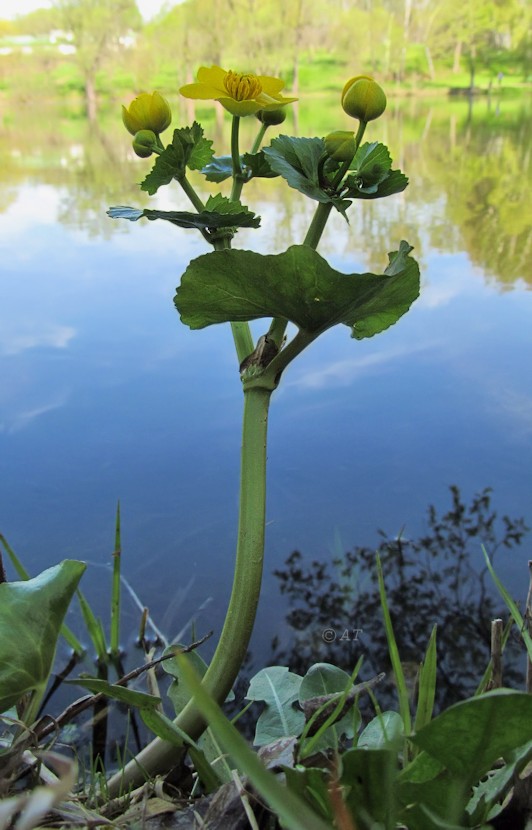 Image of Caltha palustris specimen.