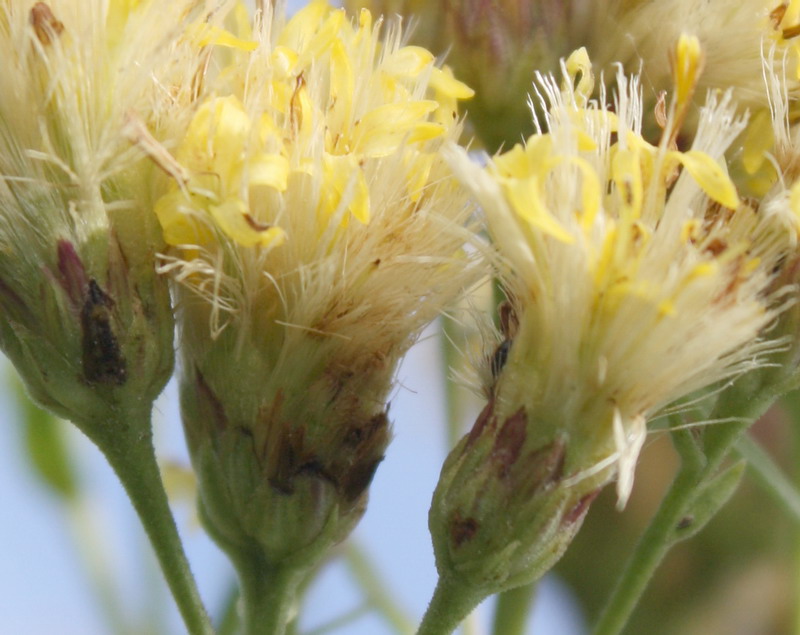 Image of Galatella biflora specimen.