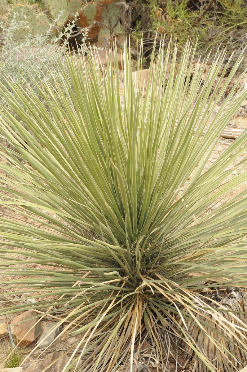 Image of Yucca angustissima specimen.