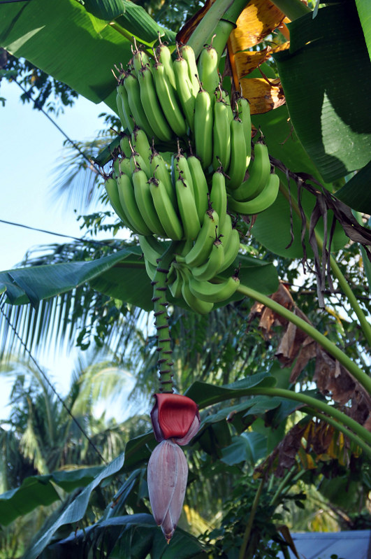 Image of Musa acuminata specimen.